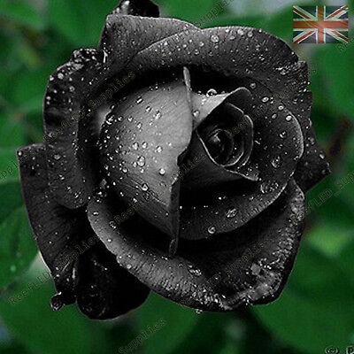 Jardin pelouse Fournitures classer Trifycore 100 PCS Rose Black Seeds de graines de Plantes rares à cultiver Belle Rose Noire Fleur 