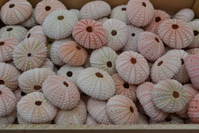 100 Pcs Bulk Pink Sea Urchins Sea Shell Beach Wedding Nautical #7396