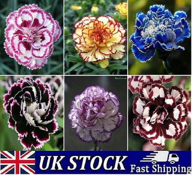Selection of 100 Carnation Flower Seeds Dianthus Bicolored Perennial