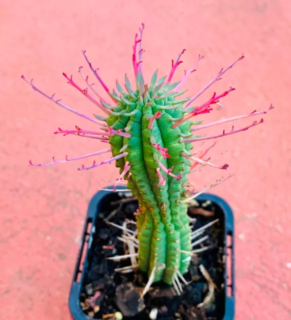 Euphorbia Atrispina Cactus 3