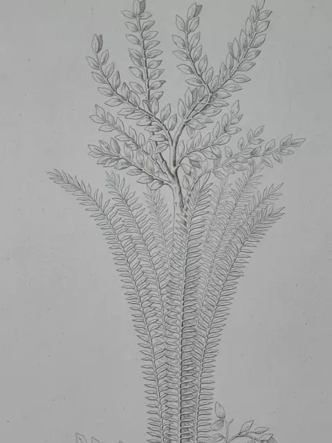 Gravure XIXème Antiquité curiosa Peinture de Pompéi art antique plante