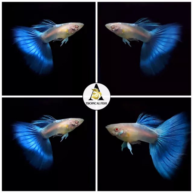 2X Male - Live Aquarium Guppy Fish High Quality- Sky Blue Topaz - USA Seller 2