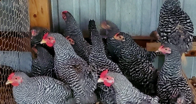 Dominique 10+ Hatching Eggs Large Fowl NPIP CERTIFIED AI CLEAN