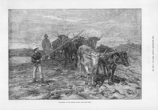 1881 Antique Print -   SUSSEX DOWNS Farming Cattle Plough  (138)