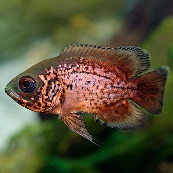 Red Oscar (Astronotus ocellatus) - Live Freshwater Fish 2