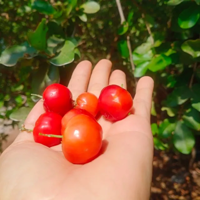 10 Seeds of Barbados Cherry for Planting Local Seed Fruit Seeds Acerola New Seed
