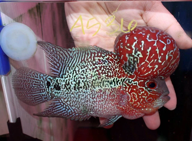 5" High Grade Super Red Dragon A536