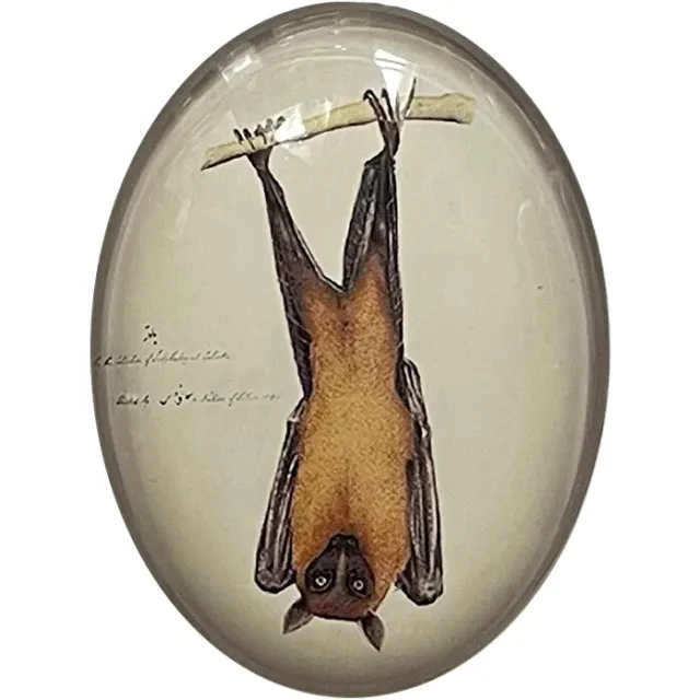 Handmade Glass Cabochon Antique Bat Illustration Oddities Gothic Oval Cameo Art