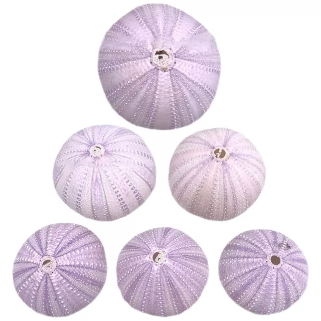 6 Pcs Coquilles D'oursins Conque Naturelle Mini-pots De Fleurs Succulentes