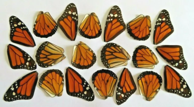 Lot Of 20 Famous Monarch Danaus Plexippus Wings  Jewelry Artwork A1 Condition