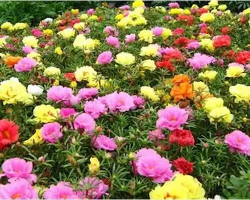 MOSS ROSE FLOWER Seeds / Portulaca / Double Mix Variety / 1000 Seeds ...