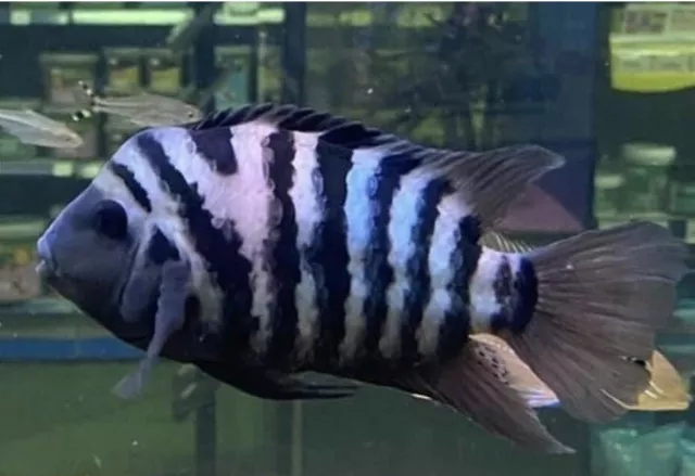 Convict Cichlids Amatitlania Nigrofasciata Juvenile X5