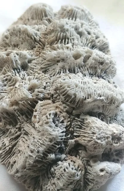 Large Lot White Brain Coral Fossil Beach Saltwater Fish tank Aquarium decoration