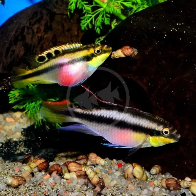 1 Pair  Male and Female Juvenile Rainbow Kribensis Cichlids Freshwater Live Fish