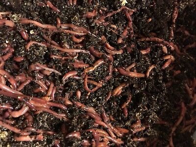 5 lb Compost worms  European n. crawler, Red wigglers mix