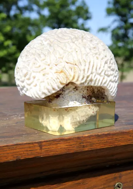 Vintage Head Brain Skull Model with Lucite Base Corral Reef Fossil Oddity
