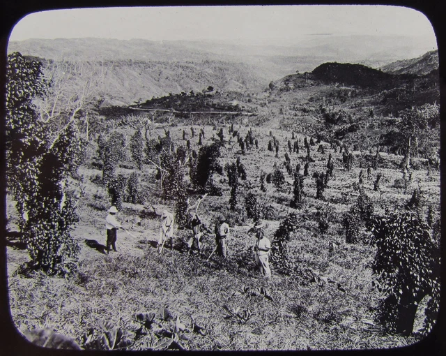 Glass Magic Lantern Slide FARMING PLANTATION C1900 PHOTO BORNEO ?
