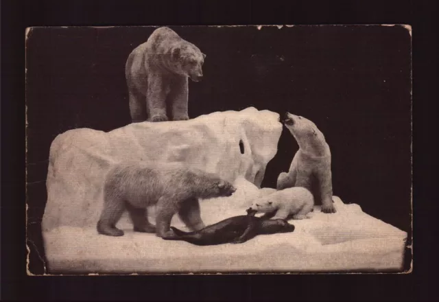 Postcard : Illinois - Chicago Il - Field Museum Natural History Polar Bear