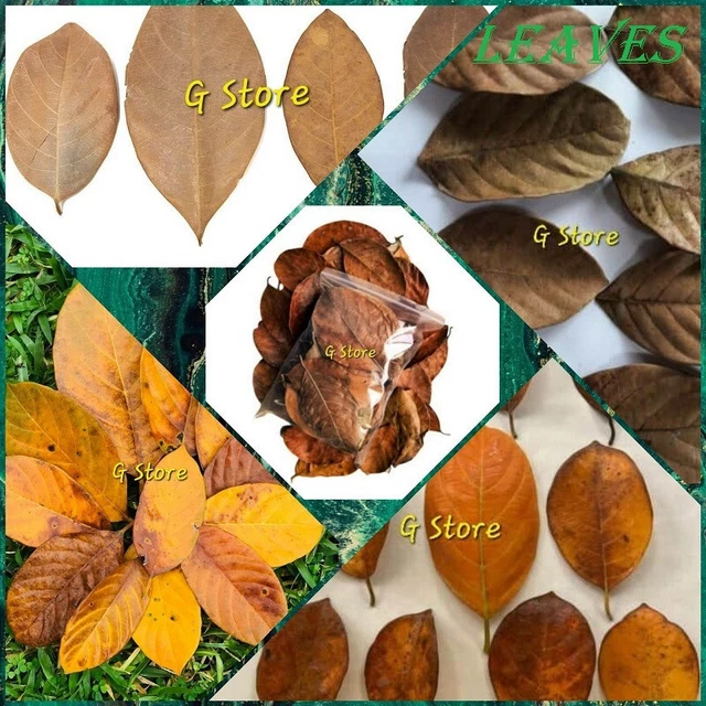 50 Leaves Jackfruit Dried shrimp organic fish Aquarium Bio Natural Film fish