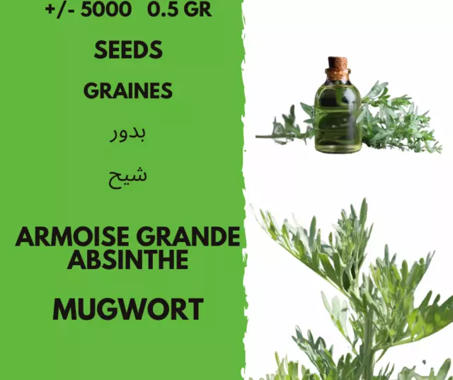 +/- 5000   0.5 Gr  GRAINES   ARMOISE GRANDE ABSINTHE - Mugwort  seeds