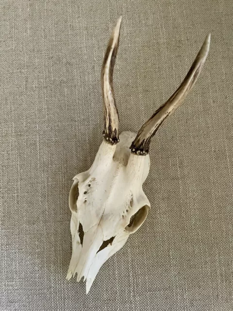 Vintage Taxidermy Roe Deer Skull Skeleton with Antlers