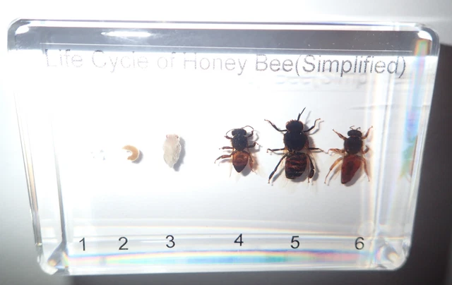 Honey Bee Life Cycle Set Simplified Kit Real Insect Specimen Teaching Aid