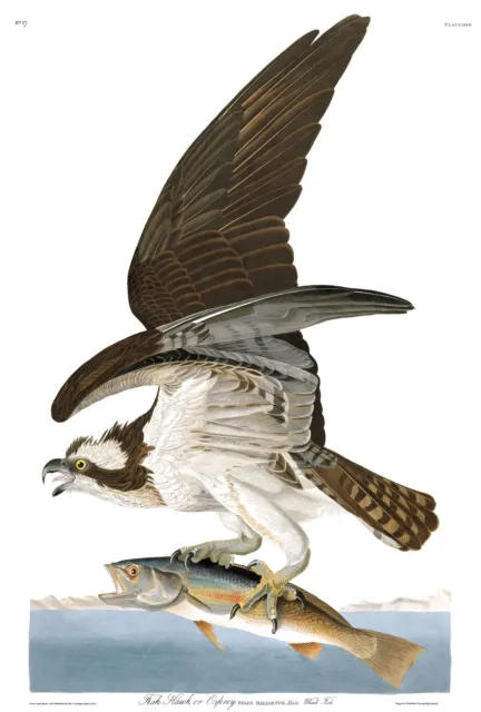 1830 John Audubon Falco haliaëtus Osprey Fish Hawk & Weakfish 13"x19" Excellent
