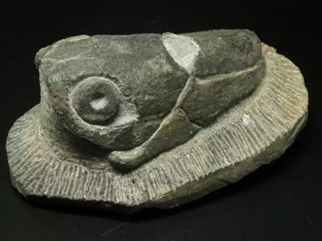 Armored fish fossil  Enseosteus marocanensis   599g  From the Kingdom of Mor