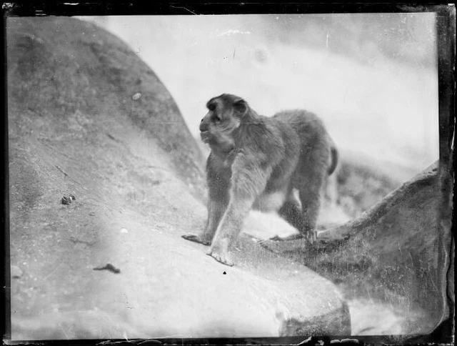 ALBINO MONKEY AT Taronga Park Zoo Sydney 21 May 1931 OLD PHOTO EUR 6,30