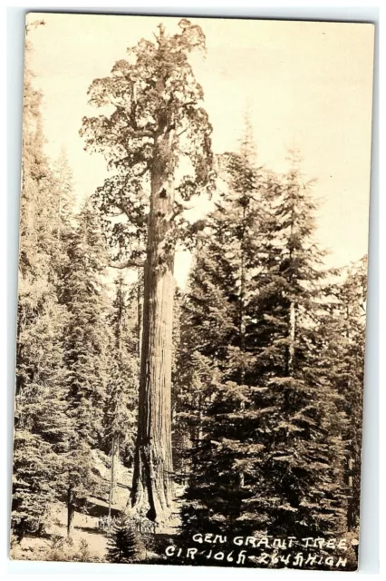 1924-49 Gen. Grant Rppc Tree Ca Park National Postcard Canyon Photo Kings Real