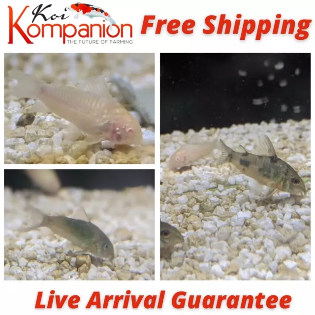 3/5/10/20/50/100X Assorted "Cory Cats" Corydoras Beginner Aquarium Koi Kompanion