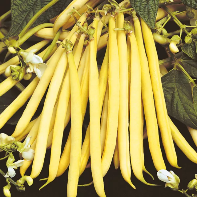 Dwarf Yellow French Bean  Rocquencourt  100 Finest Seeds