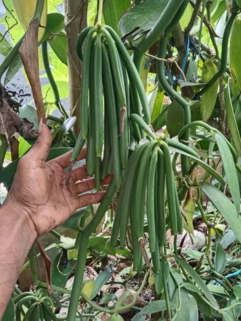 VANILLA BEANS GRADE B, 15+ CM, for extract, 100 grams, Australia Stock 2