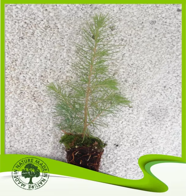 Cedrus atlantica (Cèdre de l'Atlas) - Plante