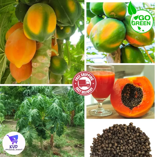 Carica Papaya Coorg melón melón melón papaya más de 50 semillas orgánico envío gratuito