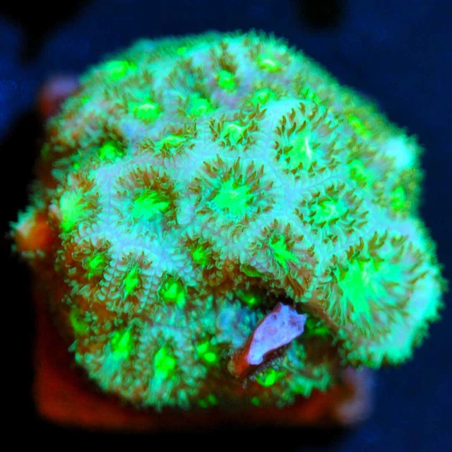 Corals of Eden WYSIWYG Live Coral Frag ~ She Hulk Leptastrea Coral ~ LPS ~ SPS