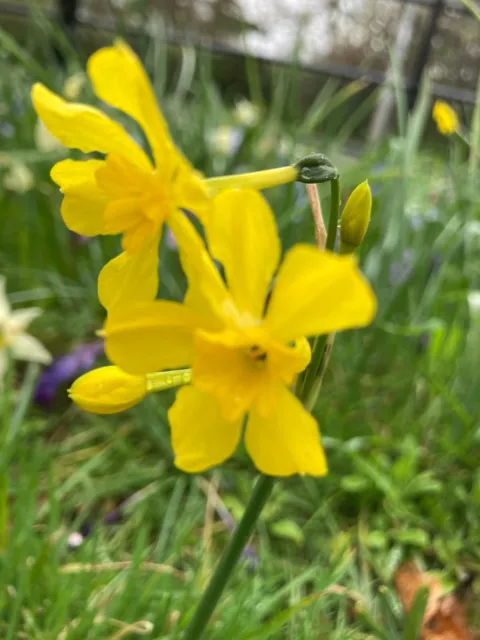 10 Dwarf Daffodil Bulbs 'Baby Moon' (Narcissus) Free Postage UK