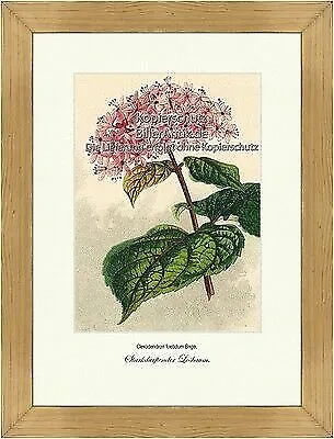 Starkdurftender Losbaum Clerodendron foetidum Lippenblütler Vilmorin A4 378