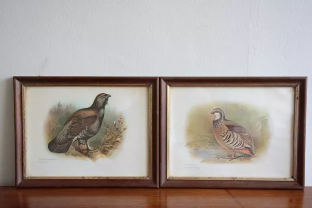 Pair 19th Century Prints Game Birds Red-Legged Partridge & Capercaillie