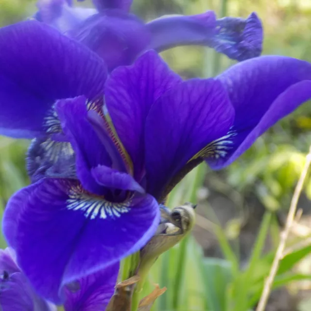 Lot of these 8 CAESAR'S BROTHER SIBERIAN IRIS