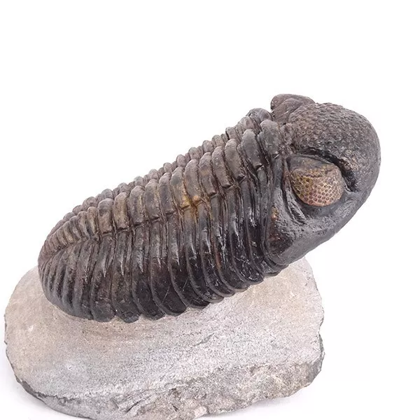 TRILOBITE Drotops megalomanicus