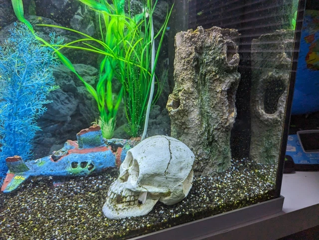 Juwel Rio fish tank 125 LED with ornaments and Algae Killing machine 2