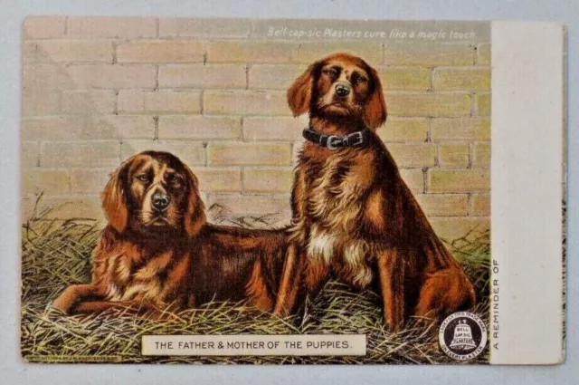 Irish Setter Dogs BELL-CAP-SIC PLASTERS Medicine 1913 Advertising Postcard 2850