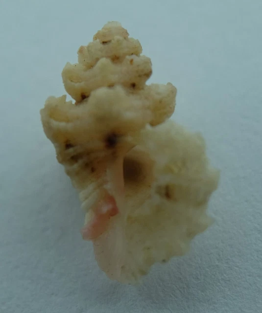 Concha Murex Caracoles Favartia rosamiae