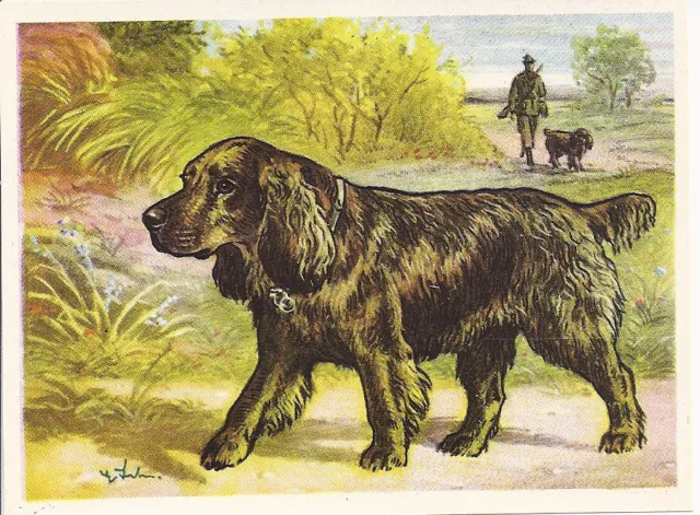 1952 Rare Dog Art Print Austria Tobacco Company Trade Card SUSSEX FIELD SPANIEL