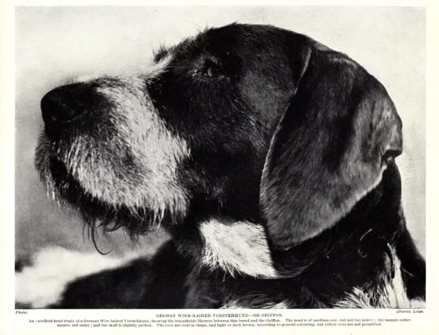 1930s Antique GERMAN WIREHAIRED Pointer Pointing Griffon Dog Print 4977d