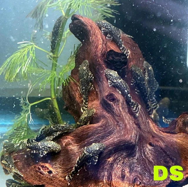 Bristlenose Pleco Plecostomus 1”-1.25”. PLS READ DESCR