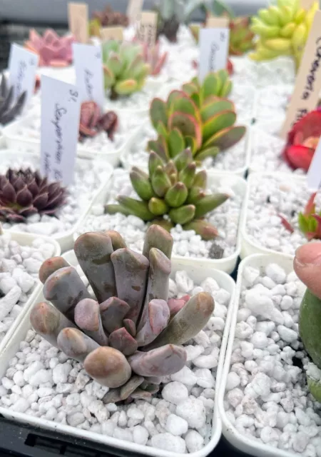 Graptoveria 'Lilac Spoons' or ‘Topsy-Debbie’ Succulent with roots