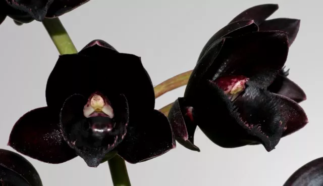 CATASETUM´ BLACK PEARL ´ Hybride Arôme New Orchidée Orchidées Fredclarkeara  EUR 44,75 - PicClick FR