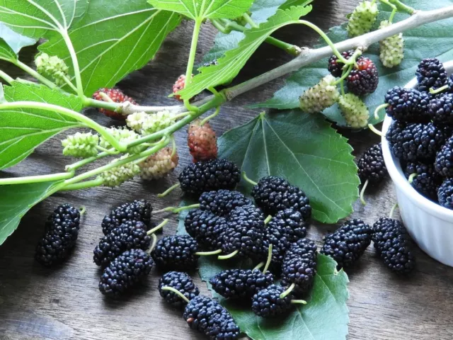 50 Black Mulberry seeds (Morus nigra) Mûrier noir, Schwarze Maulbeere, Moerbei